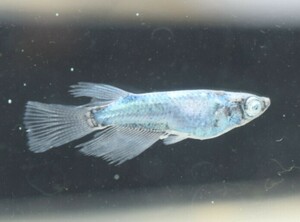 [NEXTメダカ]　極上　黒百式系統　浅葱リアルロングフィン　若魚（雌光体型リアルロングフィン、雄リアルロングフィン）＋ヘテロ雄