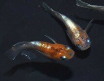 [NEXTメダカ]　極上　ハウスネーム　柘榴　ざくろ若魚1ペア＋保証1ペア　 計4匹　三色ダルマキッシングワイドフィン_画像4