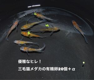 優雅なヒレ！三毛猫メダカの有精卵20個＋α松井ひれ長ダブルフィン三色