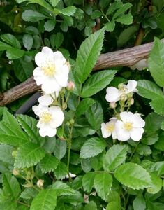 ノイバラ(トゲ無し野薔薇)の挿し木苗　1株