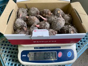 里芋【赤芽】無農薬栽培　種芋OKゆうパケットポストいっぱい10個以上 里芋 種芋