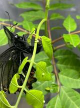 ミヤマカラスアゲハの幼虫　15匹_画像1