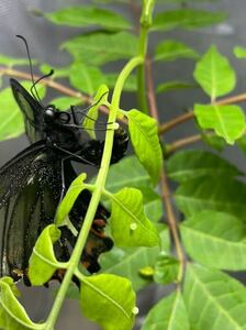 ミヤマカラスアゲハの幼虫　15匹