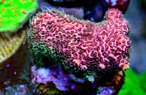 Acropora Millepora red フラグ