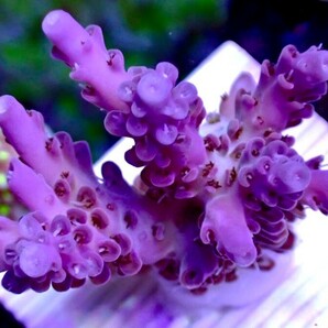 【代理出品・同梱可】Acropora Fuego フラグの画像1