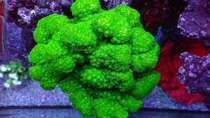 Pocillopora verrucosa （イボハダハナヤサイ）colony 