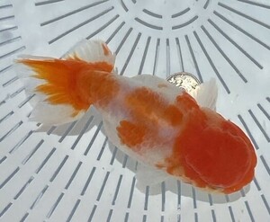 4[ silver ..]*BIG Aichi production 3 -years old Sakura .*12.5cm male * shipping un- possible region have explanatory note reference *