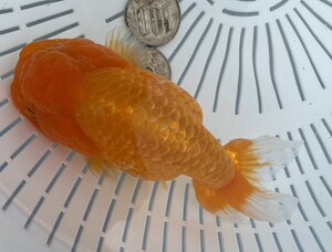 6[ silver ..]*BIG 3 -years old golgfish *13cm female * shipping un- possible region have explanatory note reference *