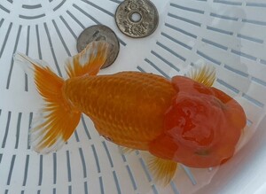 2[ silver ..]*BIG 3 -years old golgfish *13.5cm female * shipping un- possible region have explanatory note reference *