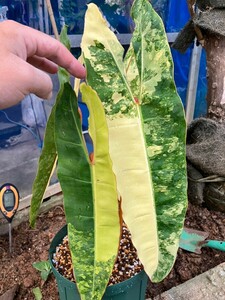 [ rare ] finest quality stock firoten Delon biretia. entering Philodendron Billietiae Variegated leaf 4 sheets 