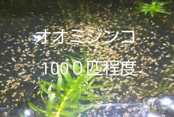 オオミジンコ１０００匹程度