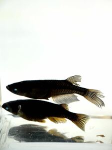 黒天幻龍メダカ　稚魚10匹