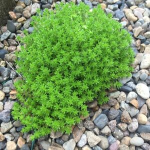 多肉植物　セダム モリムラマンネンソウ