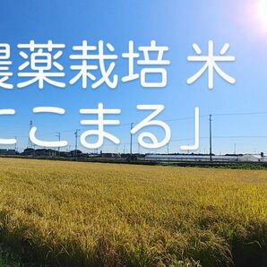 静岡産　お米　玄米　農薬：栽培期間未使用品　にこまる　20kg 農家直送 玄米