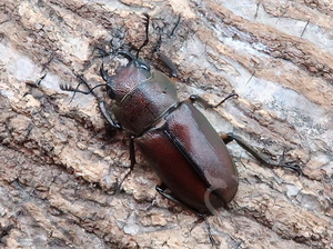 ≪発送地域限定≫メタリフェルホソアカ　サンギレンシス　成虫♀29mm　単品【金かぶと】