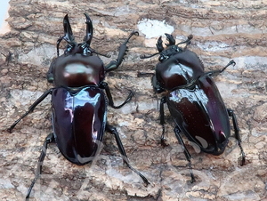 ≪発送地域限定≫ニジイロクワガタ　成虫ペア　紫紺　№２２【金かぶと】