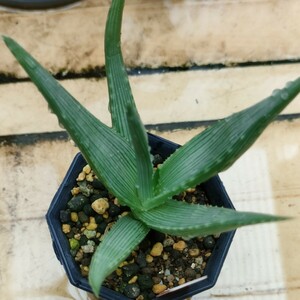  succulent plant aloe ibitiensis