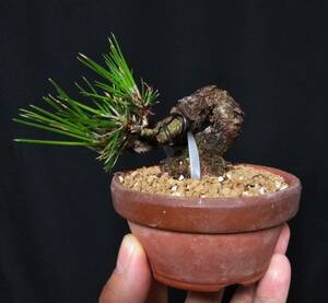  Japanese black pin mini bonsai height of tree 7cm futoshi ... bending make power leather .. old color overflow material.!!