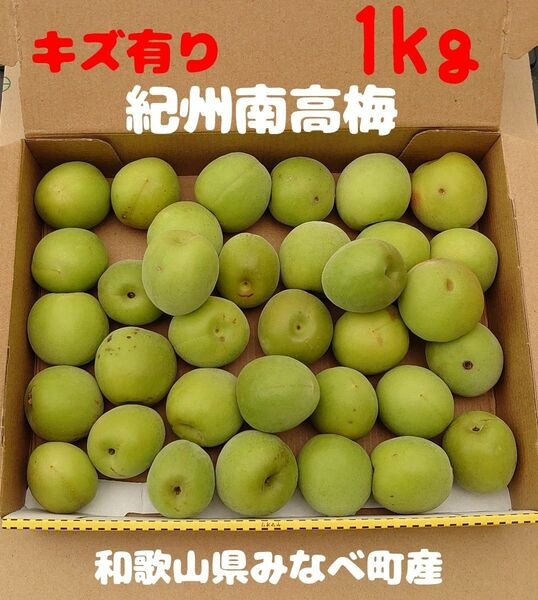 紀州南高梅 青梅 1kg キズ有り L～3L 大小混合 和歌山県みなべ町産