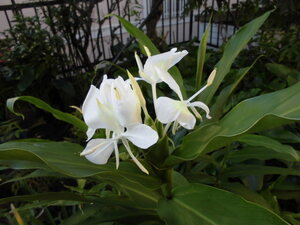 いい香りの白い花が咲きます【ジンジャーリリー】毎年楽しめます。