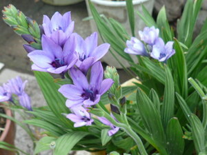 青紫の可愛い花《バビアナ》フラワーアレンジにも、フリージアに似た、、