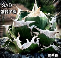 極上株　SAD　南アフリカダイヤモンド　No.68　強棘子株　白い鋸歯の幅が大きく肉厚で厚みのある葉が特徴的！　貴重で入手困難！_画像4