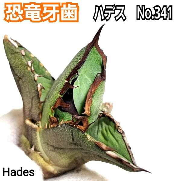 アガベ チタノタ 　ハデス　No.341　恐竜牙歯　優良血統　 Hades　