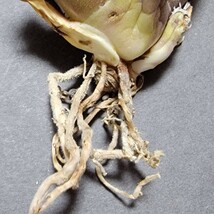 極上血統！　海王　No.14 　アガベ　チタノタ　成熟すると葉の先から根元まで強い鋸歯がびっしりと並び、攻撃的な姿に！鋸歯も厚く厳つい！_画像3