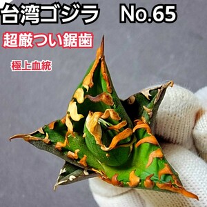  finest quality stock! Taiwan Godzilla No.65 un- ... disorder . super . just saw tooth . feature .! hard-to-find high class agave. Taiwan GODZILLA saw tooth . super . just.!