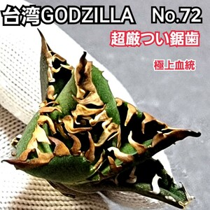  finest quality stock! Taiwan Godzilla No.72 un- ... disorder . super . just saw tooth . feature .! hard-to-find high class agave. Taiwan GODZILLA saw tooth . super . just.!