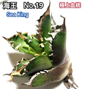 極上血統！　海王　No.19 　アガベ　チタノタ　成熟すると葉の先から根元まで強い鋸歯がびっしりと並び、攻撃的な姿に！鋸歯も厚く厳つい！