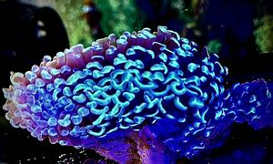 ナガレハナサンゴ(Anchor coral) イエローヘッド2