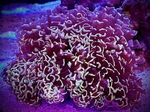 【超特大】イエローヘッド　ナガレハナサンゴ　Anchor coral