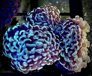 ナガレハナサンゴ(Anchor coral) イエローヘッド