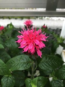 耐寒性抜群の夏に咲く花 観葉植物 モナルダ ピンク色（別名：ベルガモット） ポット 1苗(送料=240円程度)