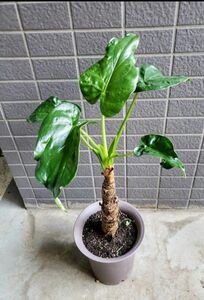 クワズイモ　観葉植物　鉢付き