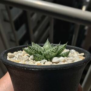 ハオルチア ルプラ ニシフォーム　多肉植物