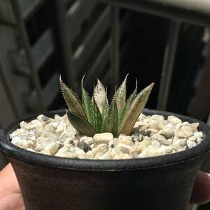 【原種】 ハオルチア ギフトベルゲンシス　H. giftbergensis, MBB7523, Nawelskloof, Gifberg, SE of Vanrhynsdorp　多肉植物