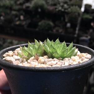 ハオルチア オキュラータ　H. oculata, Grootriver Groge　多肉植物