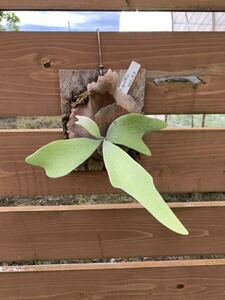  staghorn fern P.gryffin spore (P.veitchii x P.diversifolium) griffin 