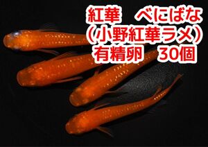 小野紅帝ラメ紅華　メダカの有性卵　30個＋α紅帝より赤くなる品種にラメが入ってます 