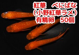 小野紅帝ラメ紅華　メダカの有性卵　50個＋α紅帝より赤くなる品種にラメが入ってます 