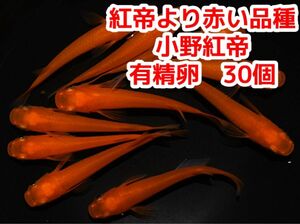 小野紅帝ラメ紅華　メダカの有性卵　50個＋α紅帝より赤くなる品種にラメが入ってます 