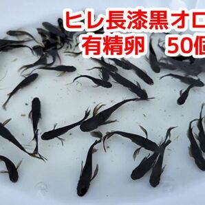 漆黒オロチ ヒレ長メダカの有性卵　50個＋αオロチ めだか ヒレ長 ブラック 