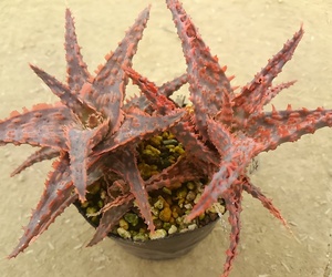  aloe hybrid real raw * not yet breeding individual 12 ('oik'×' Jeff The Cars na-' 2 stock set )