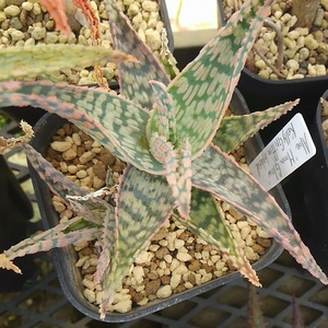  aloe ' moonglow ' (. attaching )