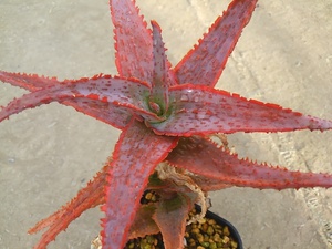  aloe ' gong kyulazb Lad (japa needs k loan )'. attaching 