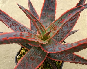  aloe hybrid selection . individual * increase . stock (' gong kyula'×' Christmas Carol ')