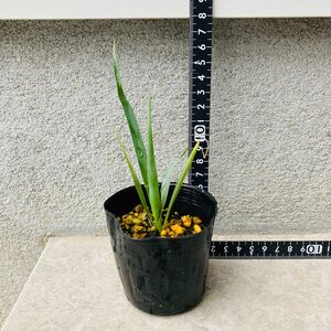 ユッカ　ロストラータ　苗　 実生 Yucca rostrata