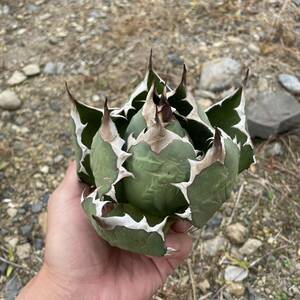 39 Agave titanota Dwarf アガベ　チタノタ　ドワーフ